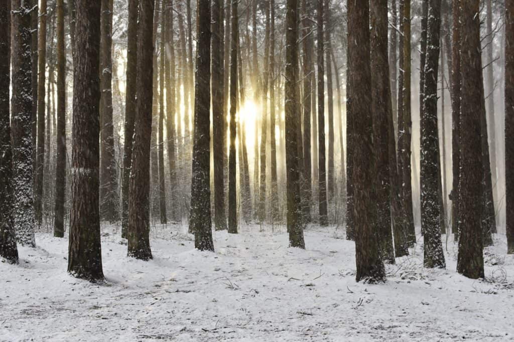 wald-im-winter