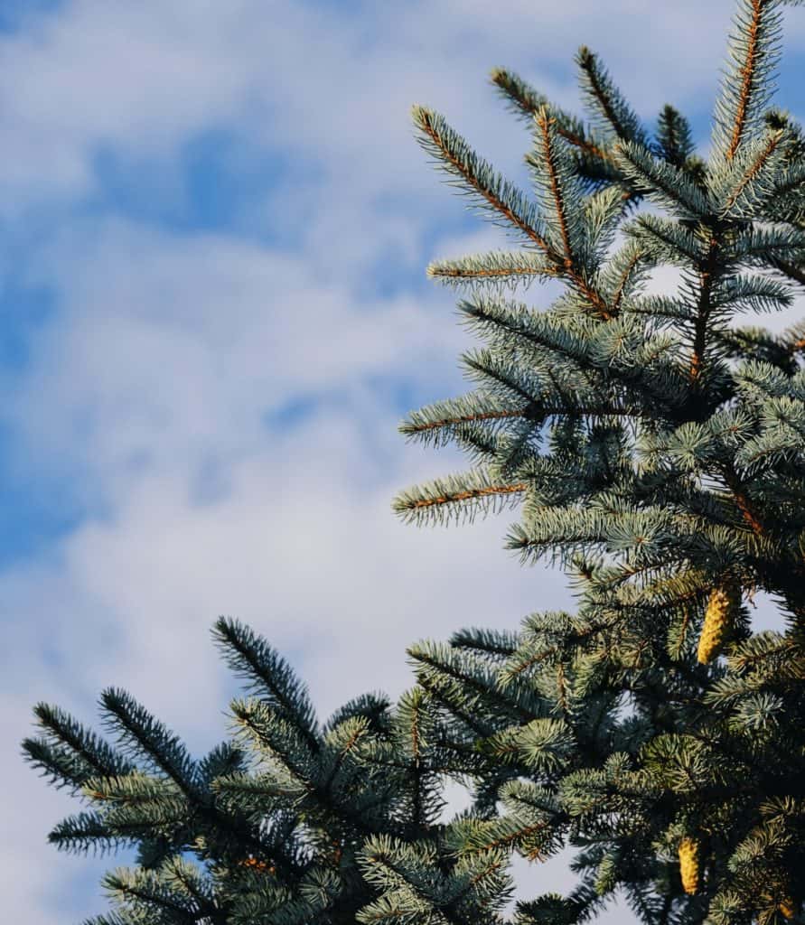 christbaum-und-blauer-himmel